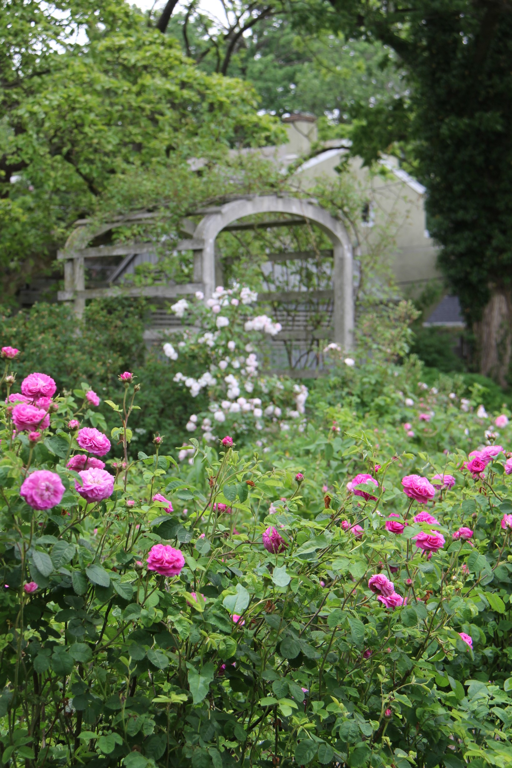 Wyck Rose Garden