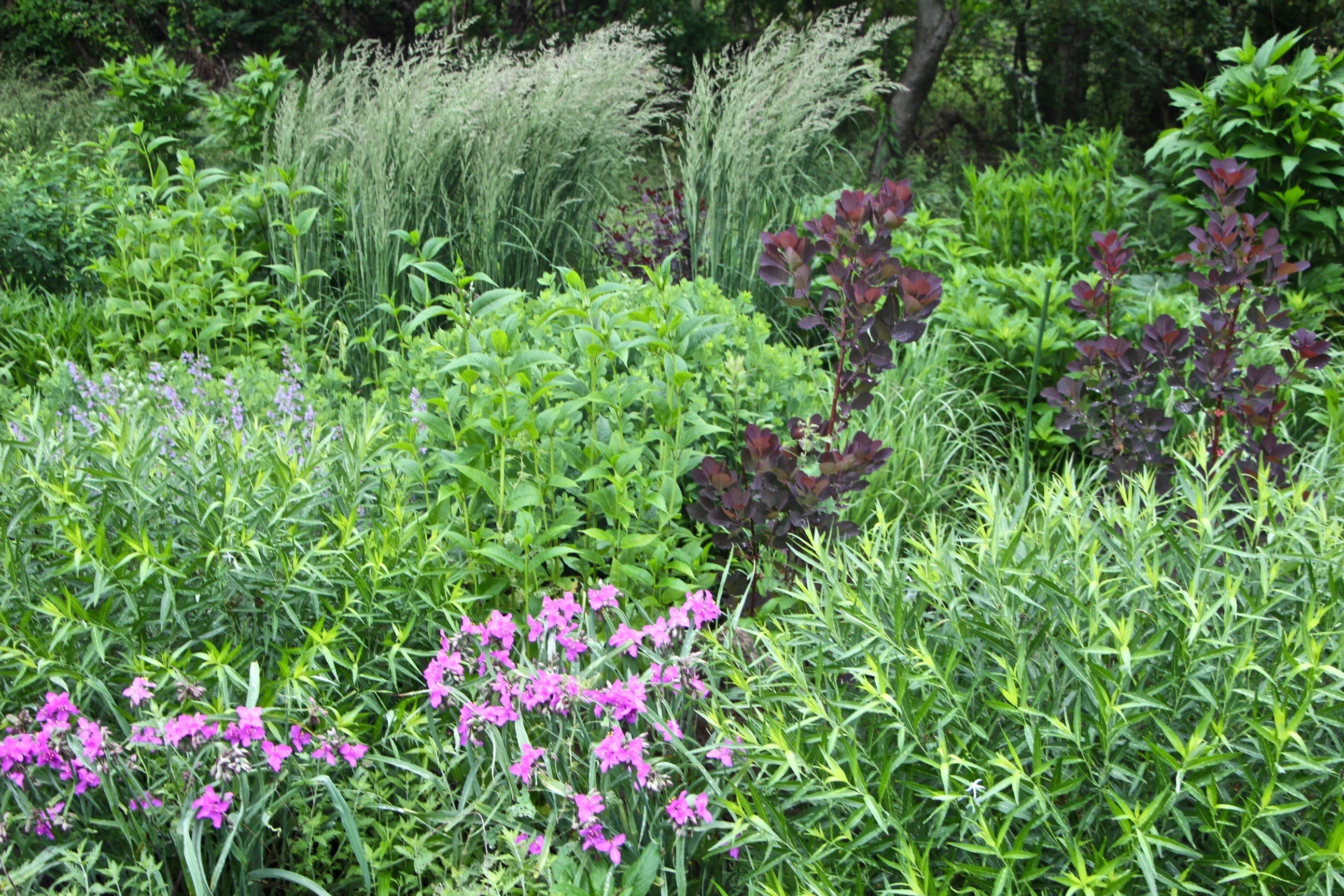 Goodley Gardens spring foliage