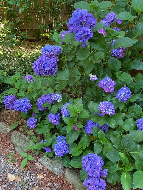 Hydrangea Garden