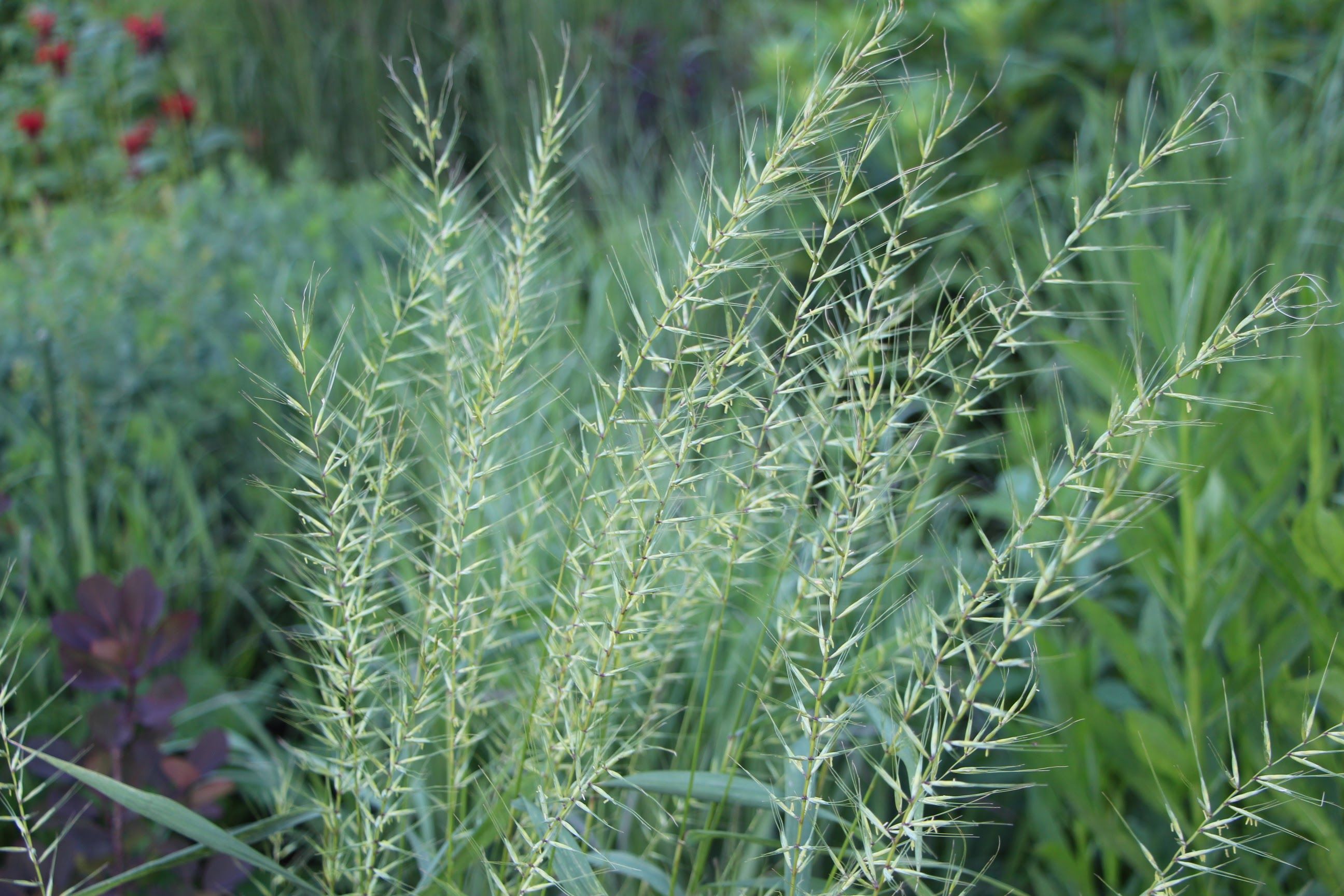 Goodly Gardens native grasses