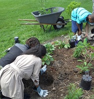 Center School Kids plant natives