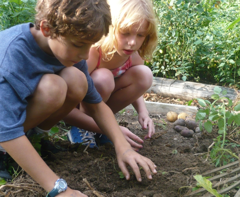 Harvest Time at C. W. Henry School