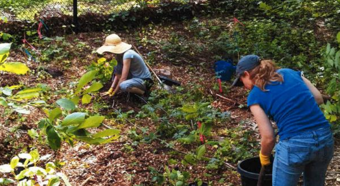 Volunteers at Jenkins Arboretum