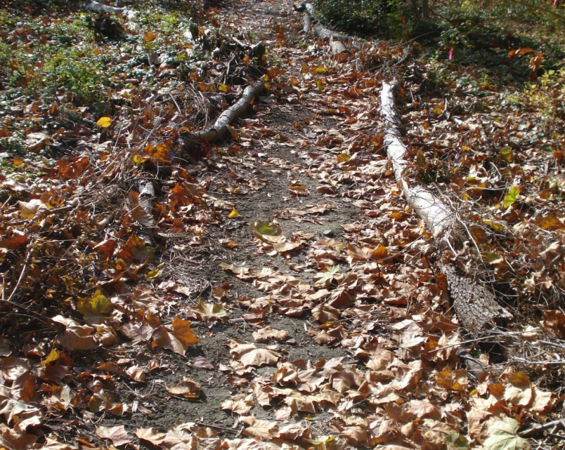 Jenkins Arboretum restoration project