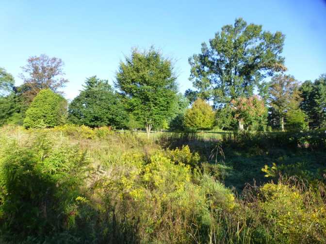 Montgomery Co. 4H Beekeepers Club - The swale in fall