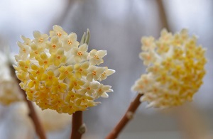 Edgeworthia, photo by Carol Verhake